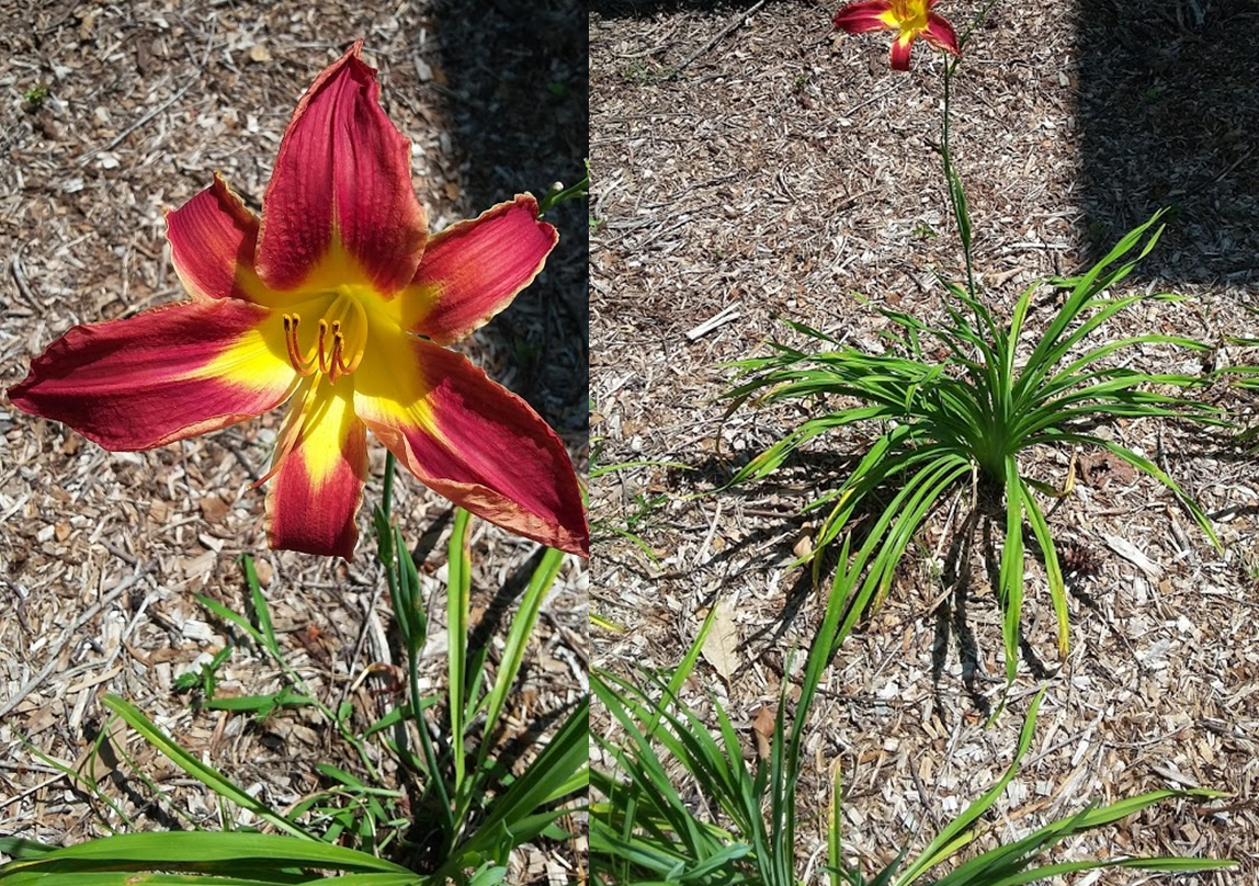 Red flowers with mulch.